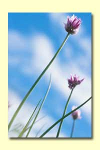 Pink flower against blue sky