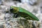 Emerald Ash Borer